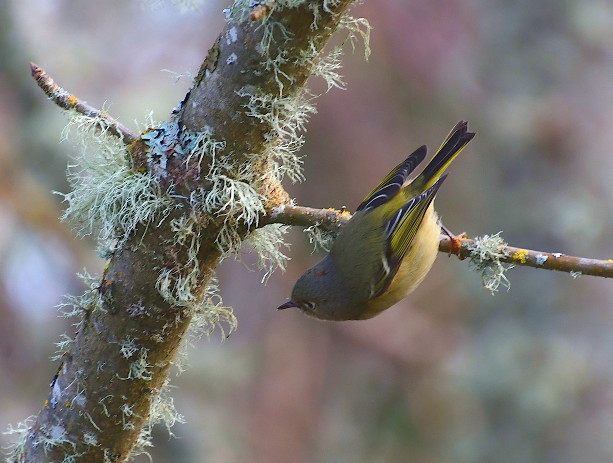 Золотомушка рубіновочуба - ML647869461