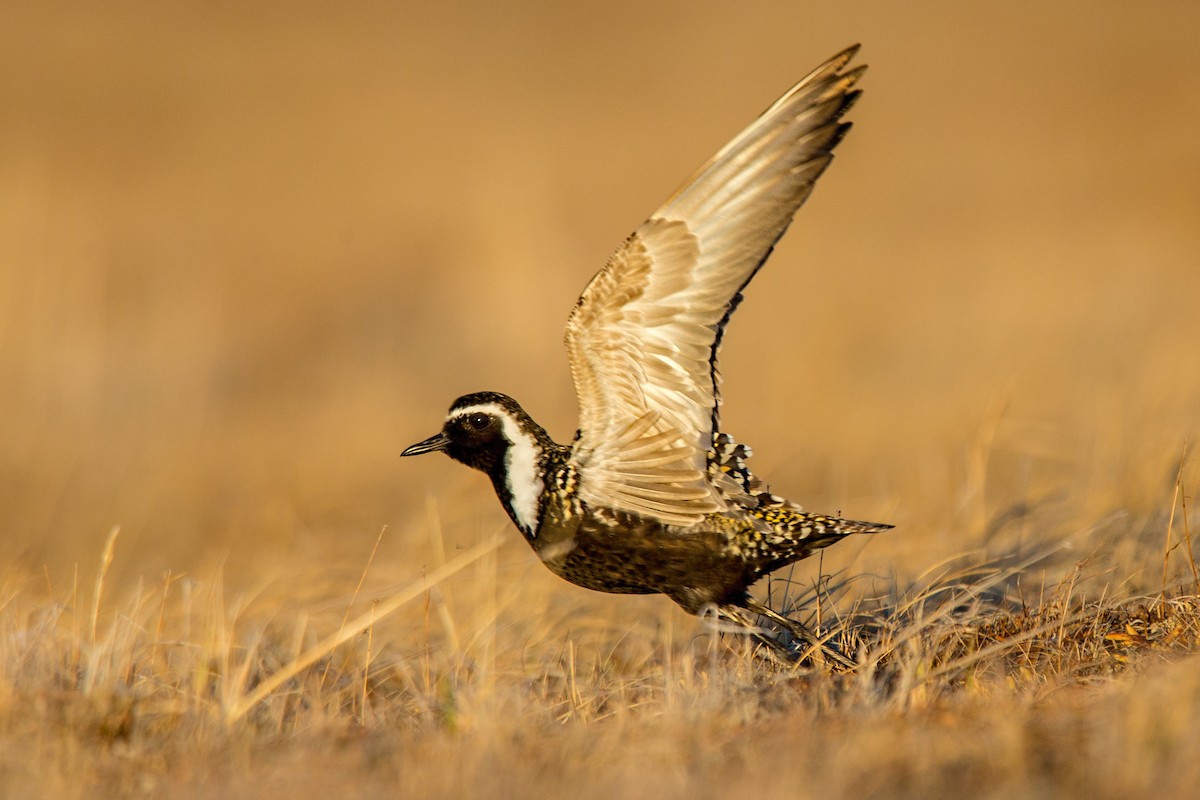 American Golden-Plover - ML64786951