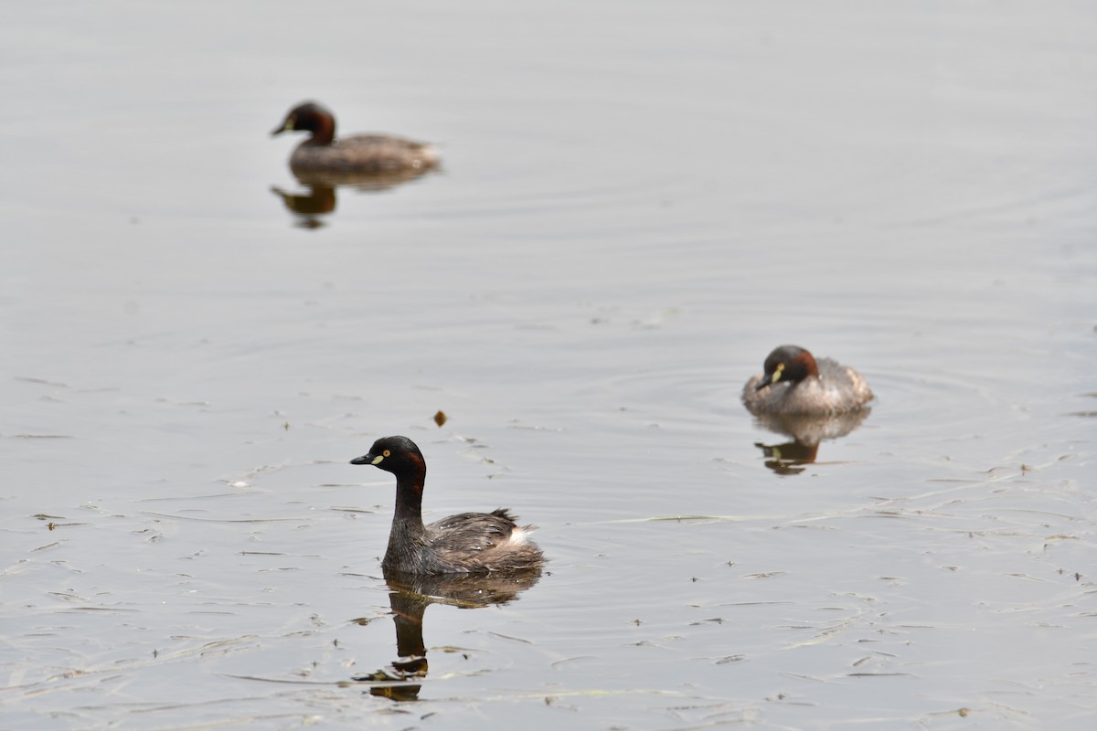 Australasian Grebe - ML647869564