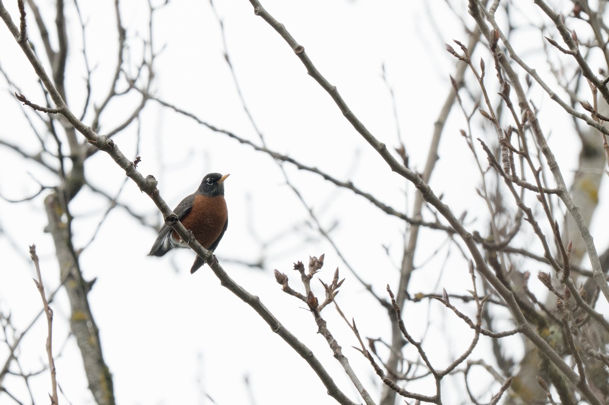 American Robin - ML647869655