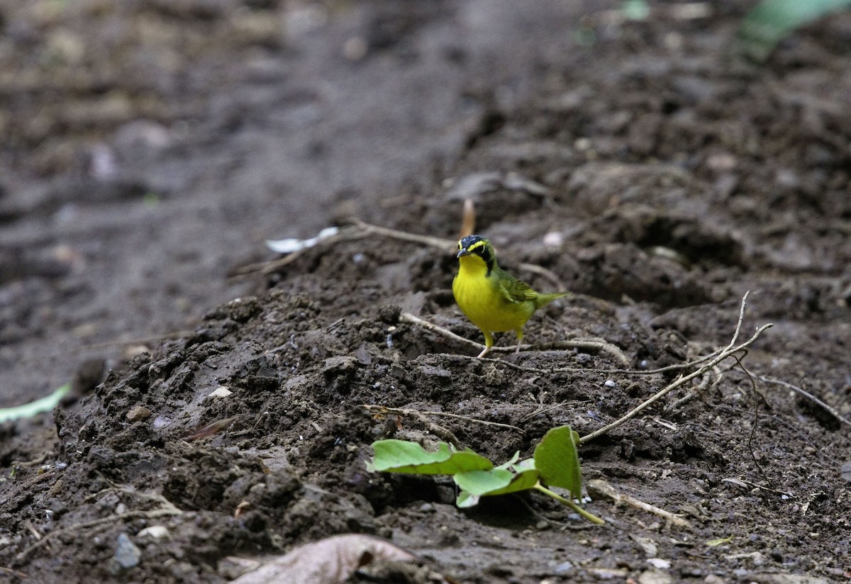 Kentucky Warbler - ML647869663