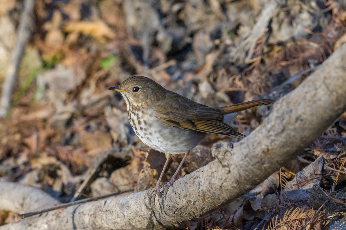 Einsiedler-Musendrossel - ML647869671