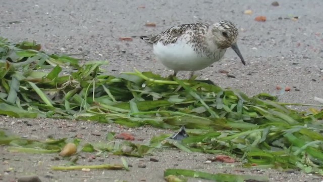 Sanderling - ML647869683