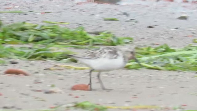 Sanderling - ML647869684