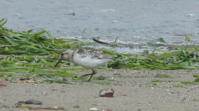 Sanderling - ML647869685