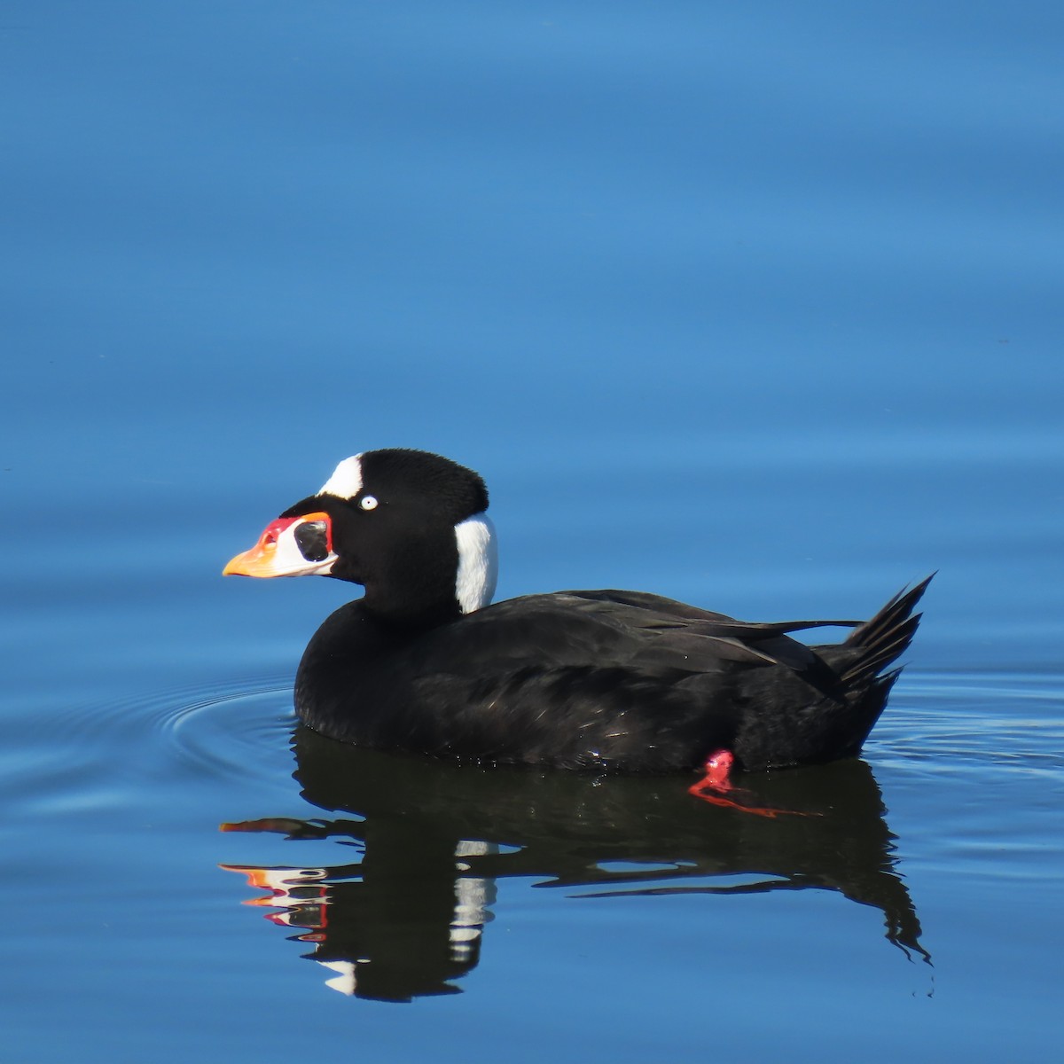 アラナミキンクロ - ML647869686