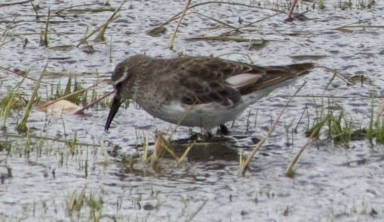 コシジロウズラシギ - ML647869702