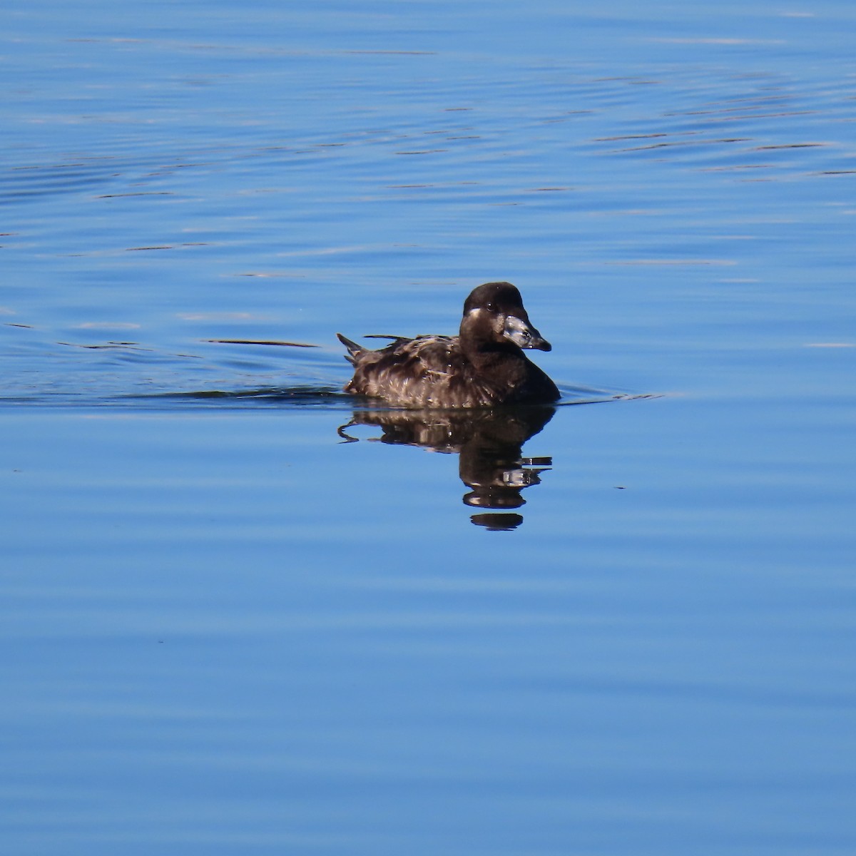 アラナミキンクロ - ML647869708