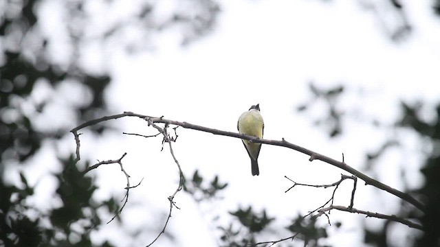 ハシブトタイランチョウ - ML647869709