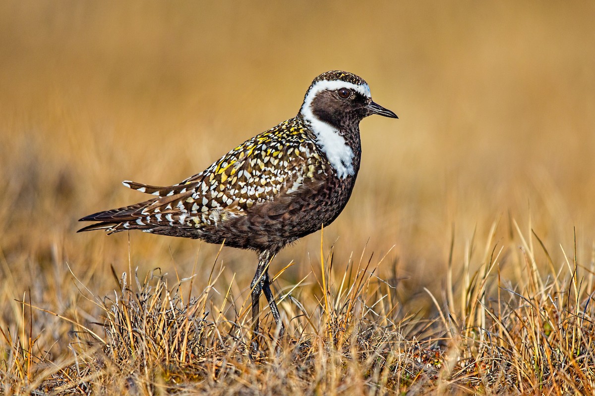 American Golden-Plover - Eric Gofreed