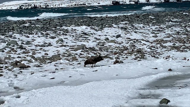 オオトウゾクカモメ - ML647869715