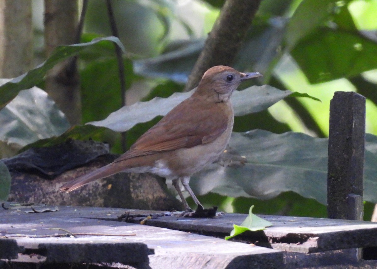 ココアムジツグミ - ML647869717