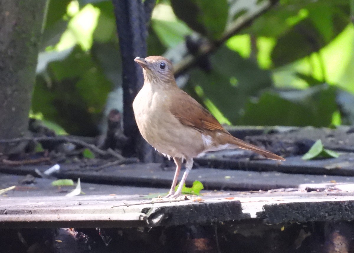 ココアムジツグミ - ML647869718