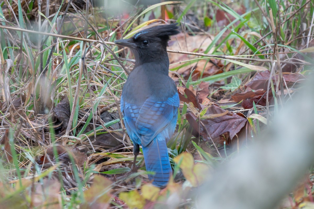 Steller's Jay - ML647869719