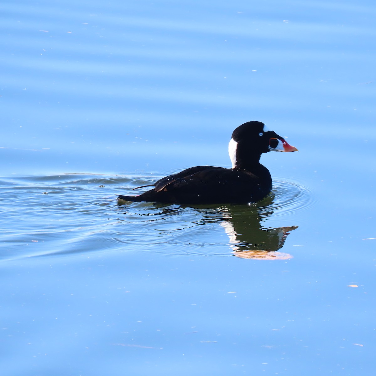 アラナミキンクロ - ML647869720