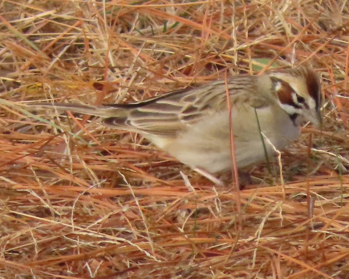 ヒバリヒメドリ - ML647869721