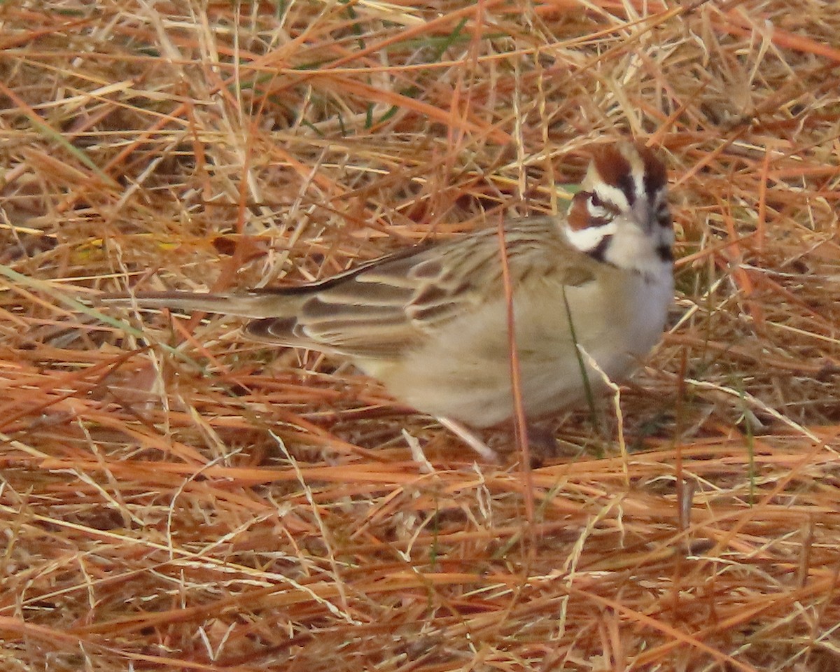 ヒバリヒメドリ - ML647869722