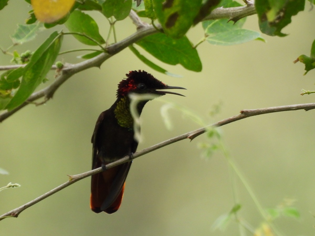 ルビートパーズハチドリ - ML647869723