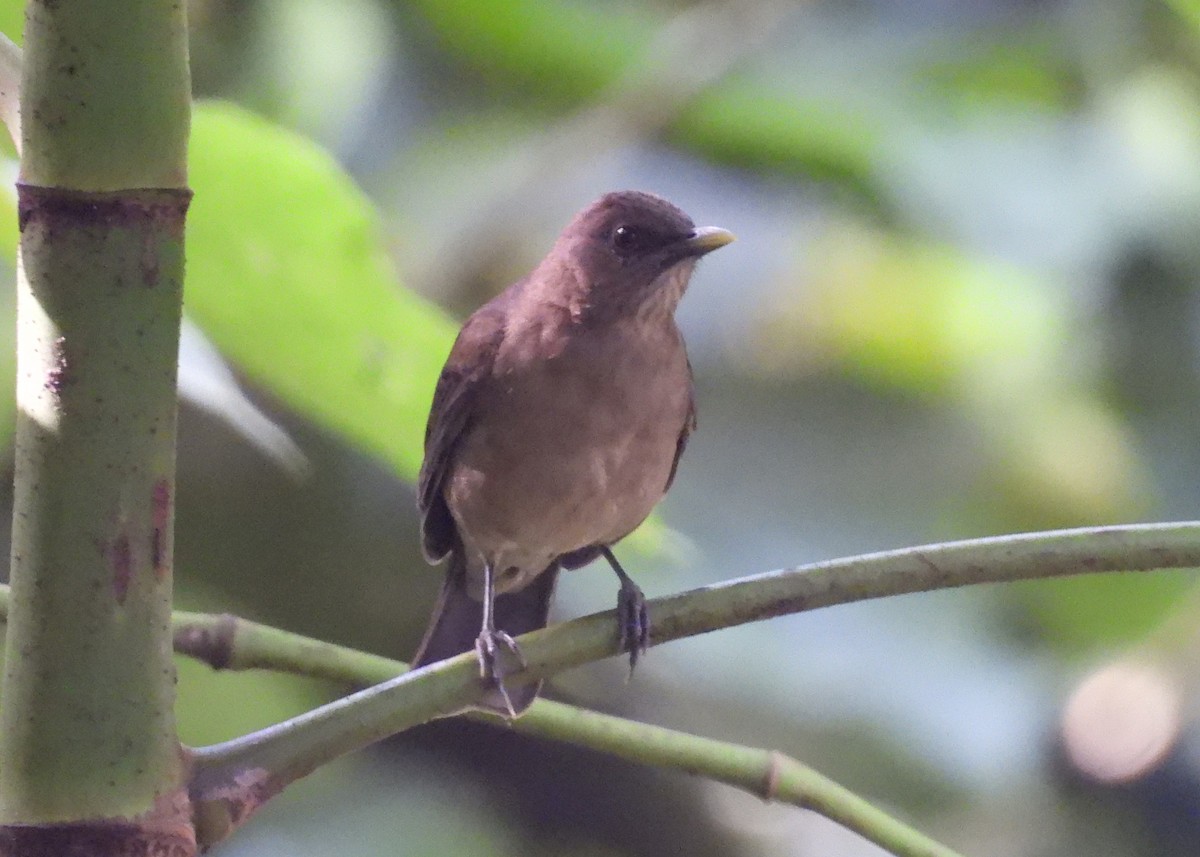 バフムジツグミ - ML647869724