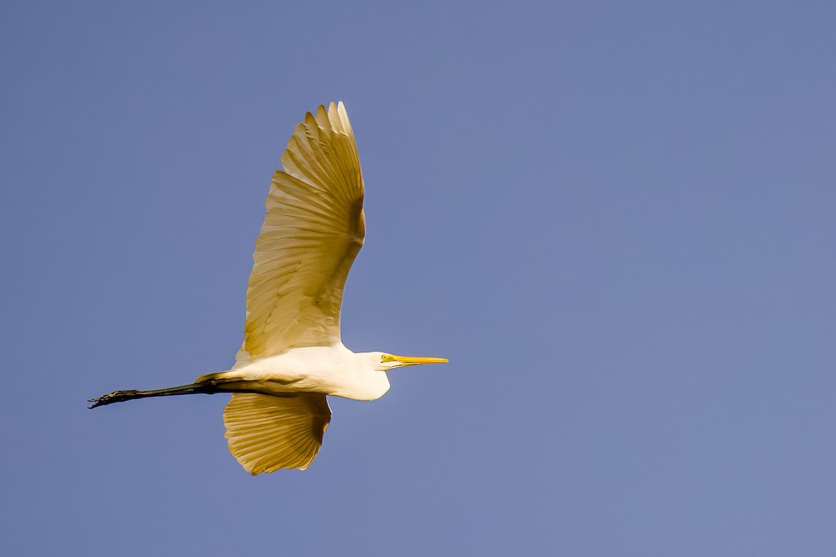 チュウサギ - ML647869725