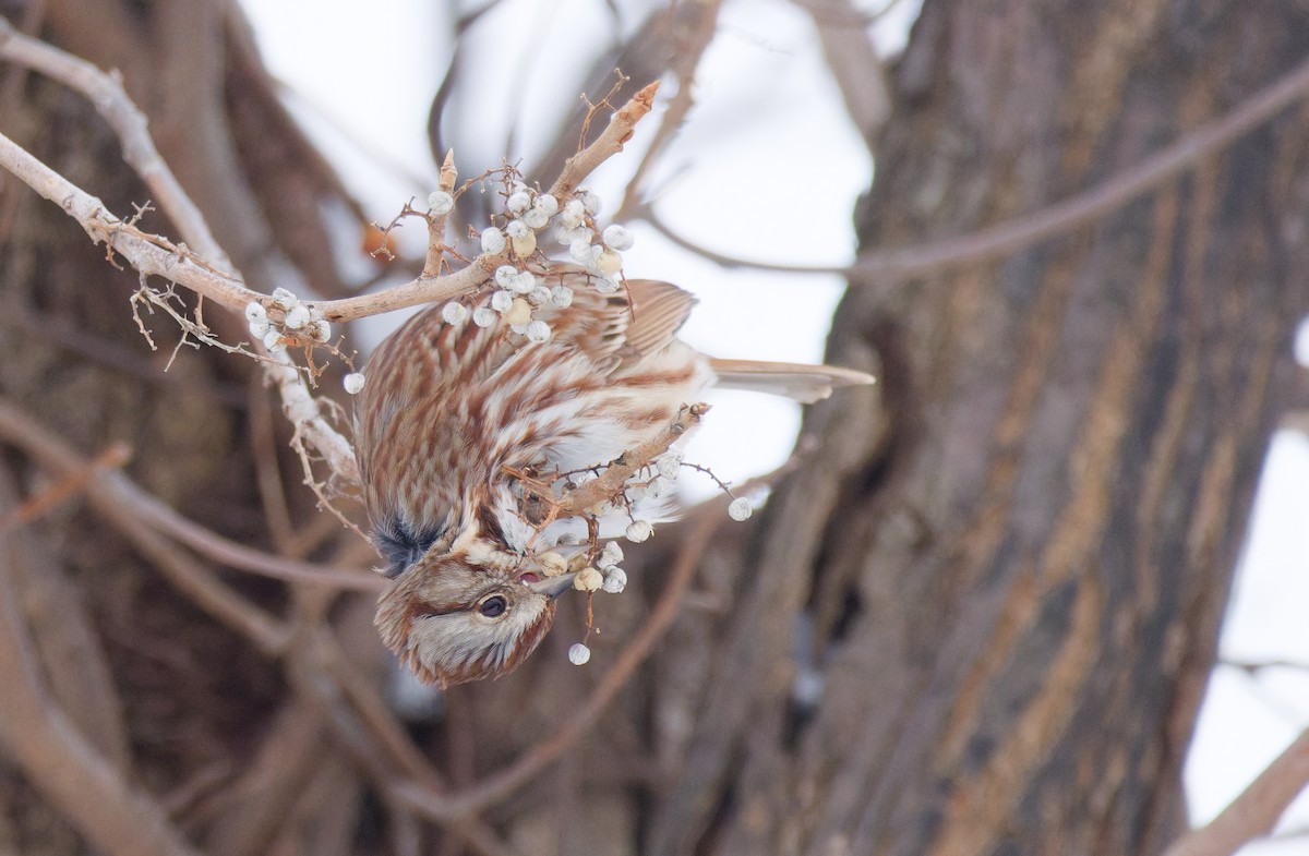 ウタスズメ - ML647869726