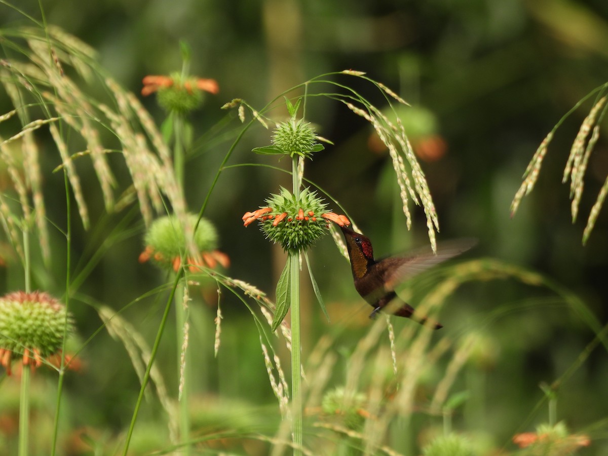 ルビートパーズハチドリ - ML647869729