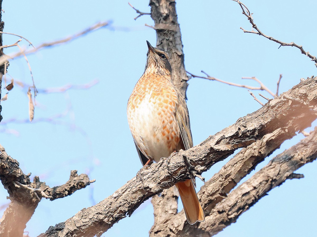 ハチジョウツグミ - ML647869730