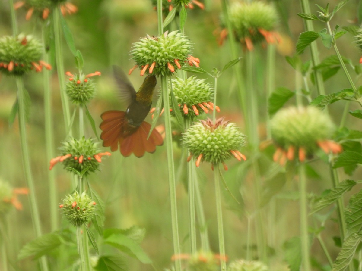 ルビートパーズハチドリ - ML647869731