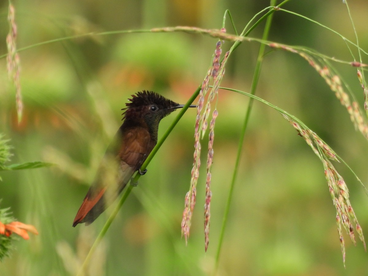 ルビートパーズハチドリ - ML647869732