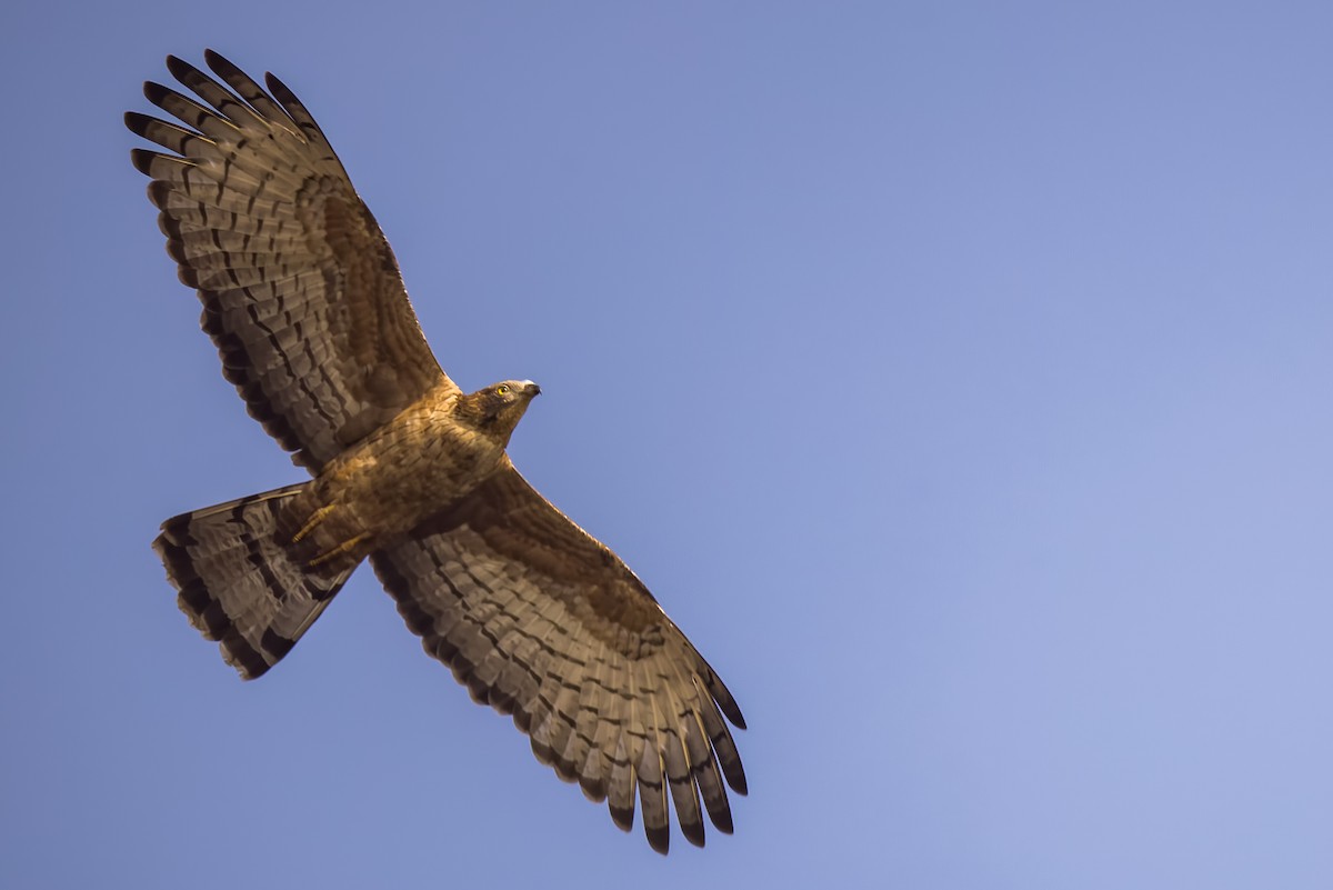 ハチクマ - ML647869734