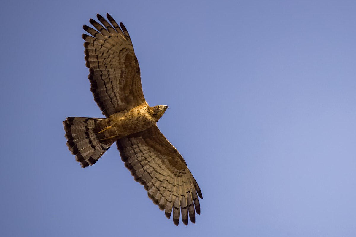 ハチクマ - ML647869735