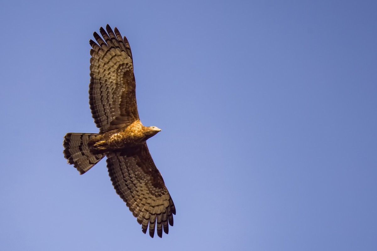 ハチクマ - ML647869736