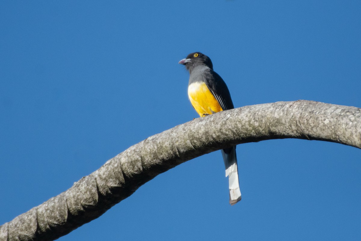 ウスハグロキヌバネドリ - ML647869737