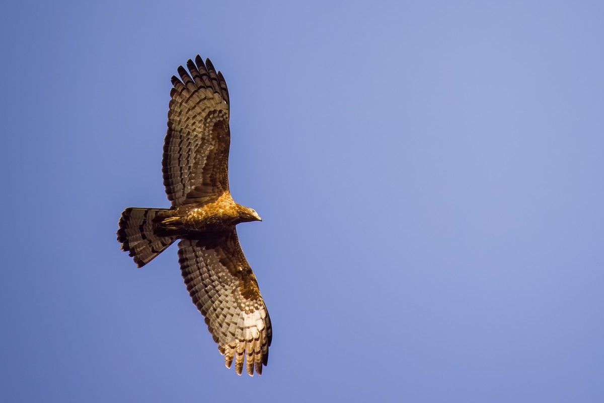 ハチクマ - ML647869738