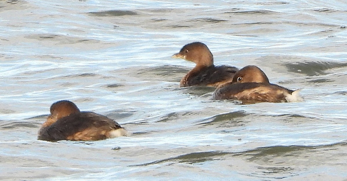 オビハシカイツブリ - ML647869739