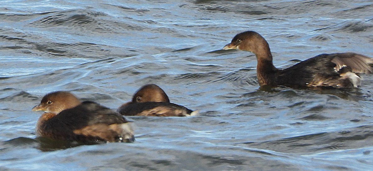 オビハシカイツブリ - ML647869740