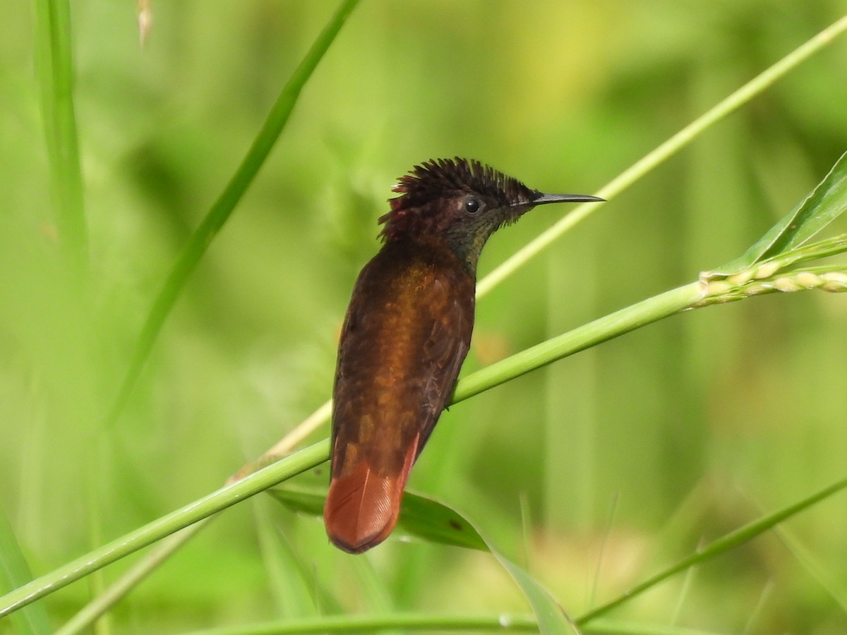 ルビートパーズハチドリ - ML647869742