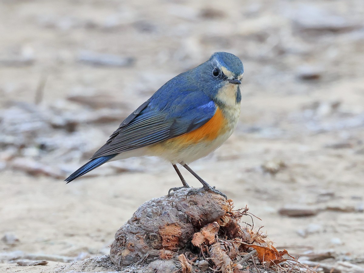 ルリビタキ - ML647869743