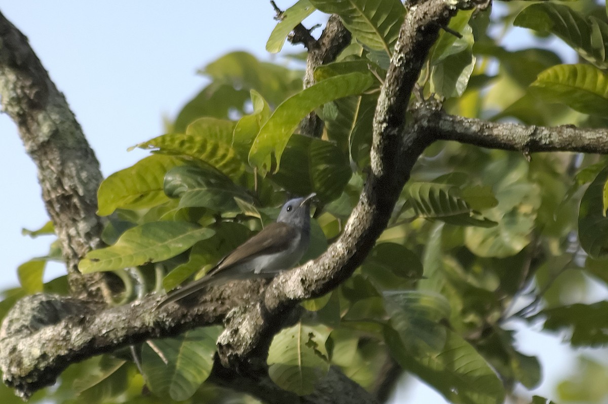 クロエリヒタキ - ML647869744