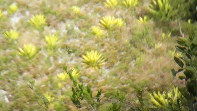 Reunion White-eye - ML647869745