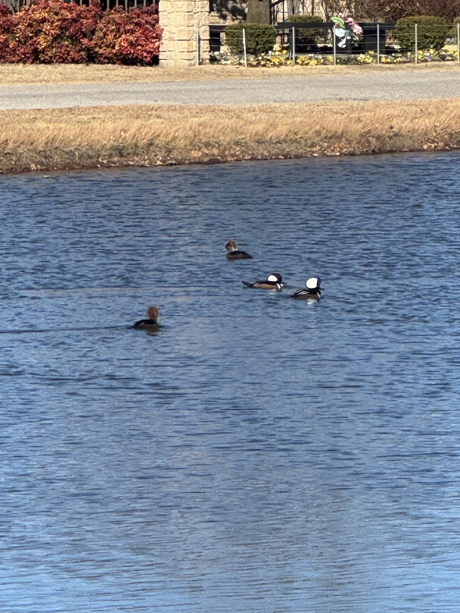 オウギアイサ - ML647869746