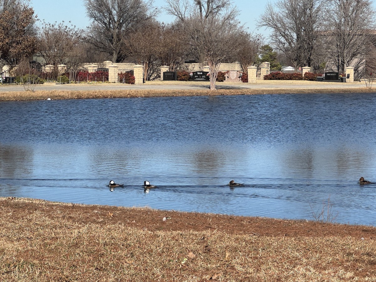 オウギアイサ - ML647869747