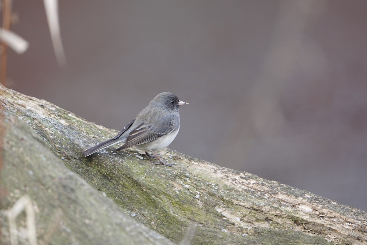 ユキヒメドリ - ML647869749