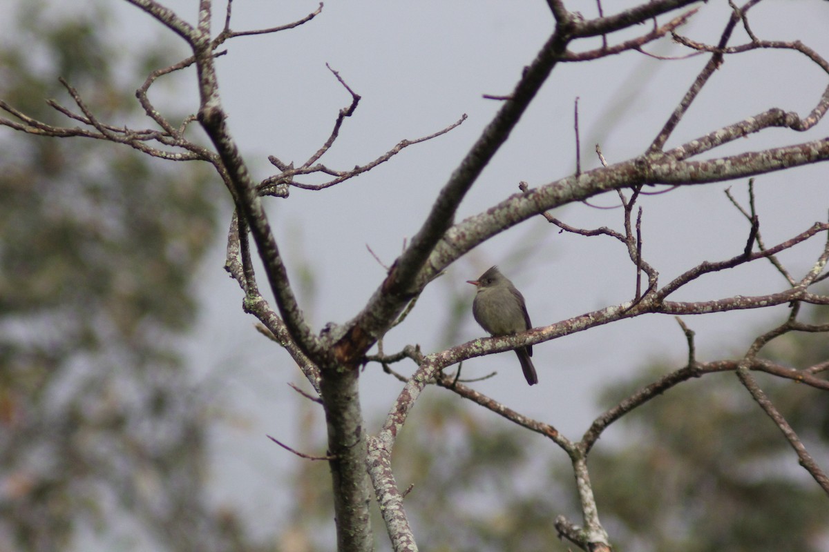 Pibí Tengofrío - ML647869756