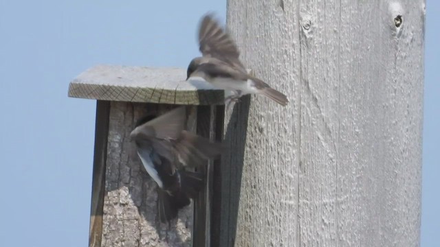 Bank Swallow - ML647869758