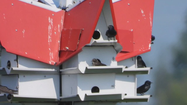 Purple Martin - ML647869842