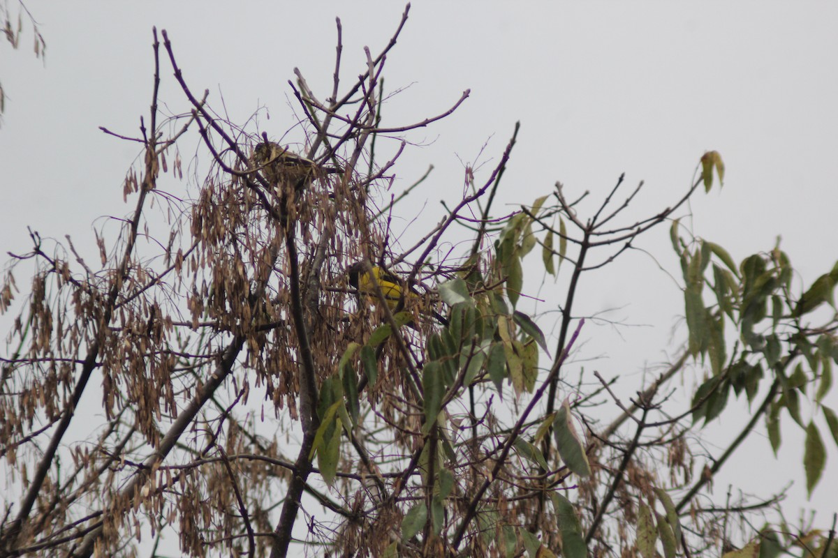 Kapuzenkernbeißer - ML647869843