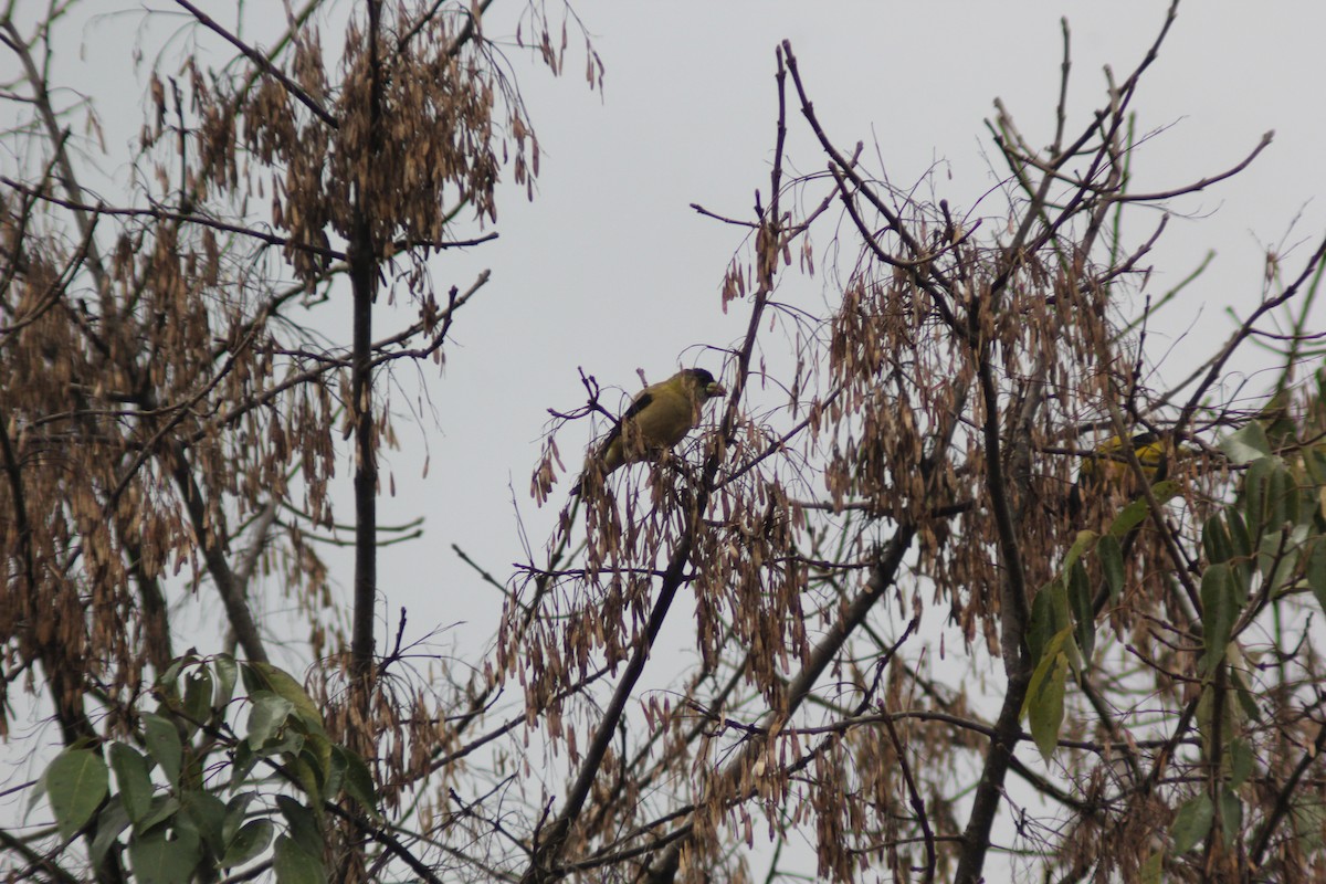 Hooded Grosbeak - ML647869844
