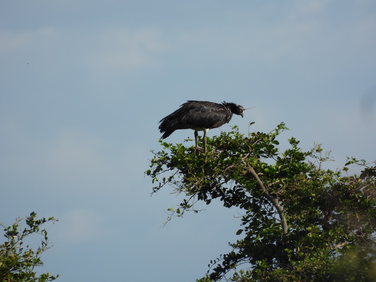 ツノサケビドリ - ML647869851