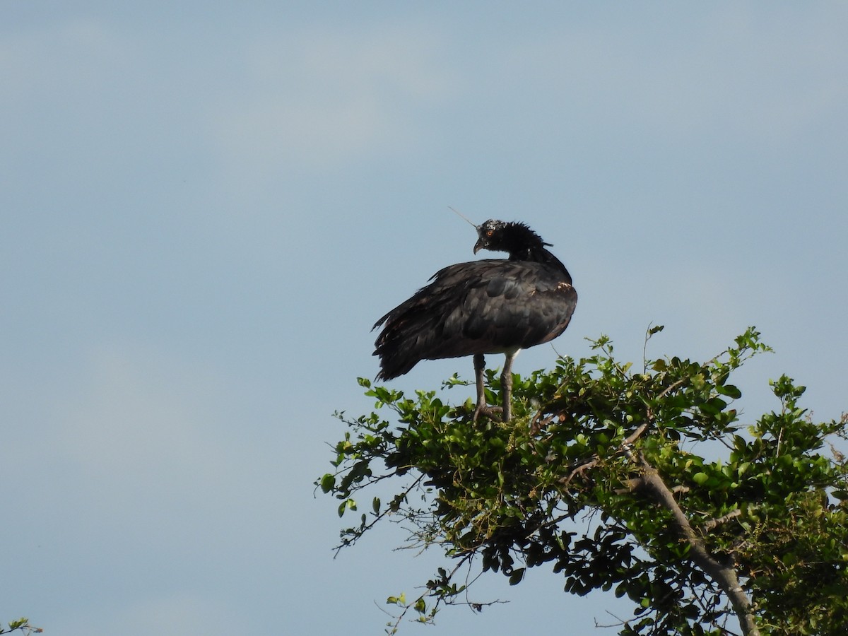 ツノサケビドリ - ML647869854